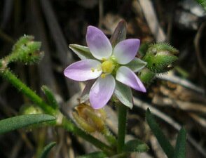 Spergularia macrothea flower